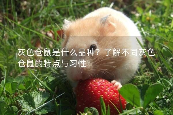 灰色仓鼠是什么品种？了解不同灰色仓鼠的特点与习性