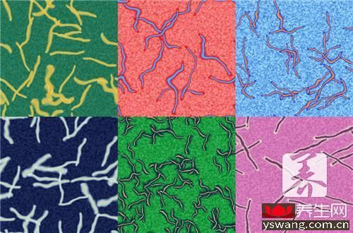 仓鼠体内会有寄生虫吗