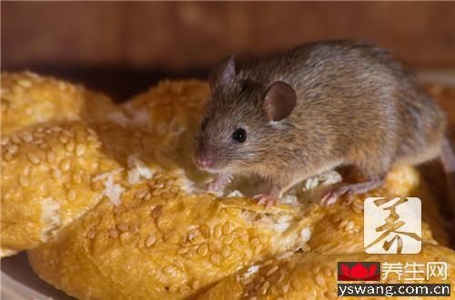 仓鼠体内会有寄生虫吗