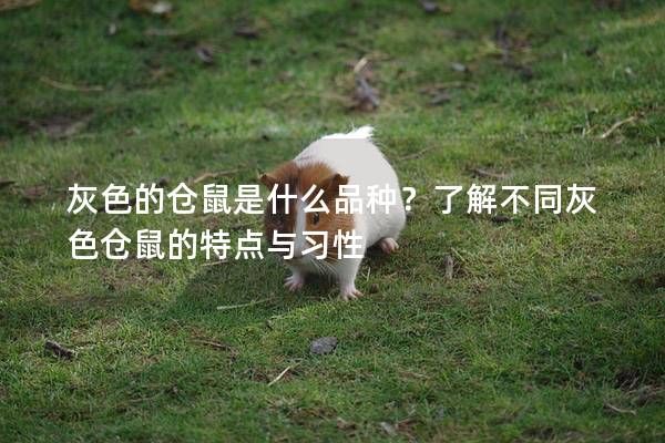 灰色的仓鼠是什么品种?了解不同灰色仓鼠的特点与习性
