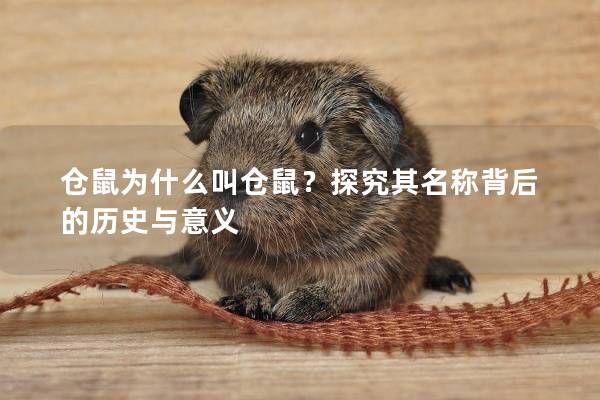 仓鼠为什么叫仓鼠？探究其名称背后的历史与意义