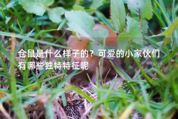 仓鼠是什么样子的？可爱的小家伙们有哪些独特特征呢