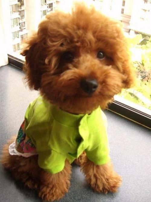 神奇的宠物益生菌,有了它狗狗不会在拉稀