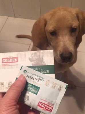 神奇的宠物益生菌,有了它狗狗不会在拉稀