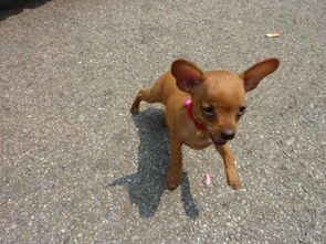 小鹿犬的水果食谱：营养满分，美味又健康！