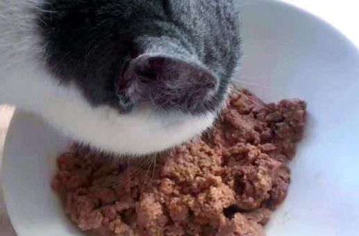 开饭乐鲜肉小方:肠胃敏感猫咪的“救星美食”