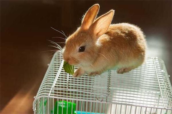 宠物猫走丢了该如何找回