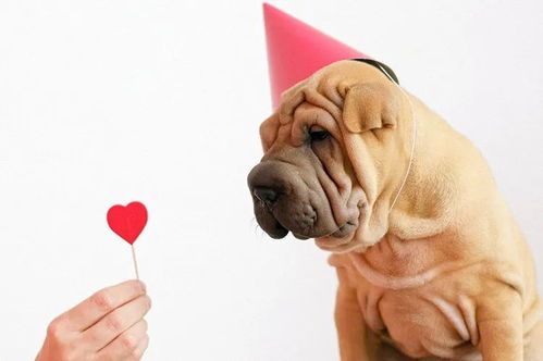 宠物走失巧寻回