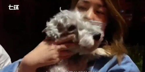 宠物走失巧寻回