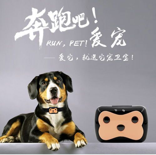 宠物丢失，找回有招！