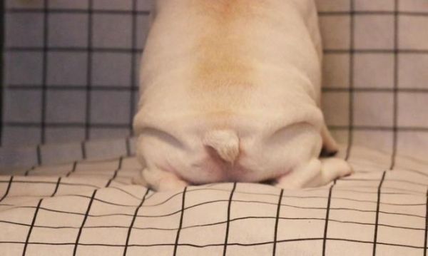 宠物丢失怎么办（掌握这些技巧）