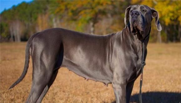 大丹犬的健康饮食指南（从宠物主人的角度看待大丹犬饮食问题）