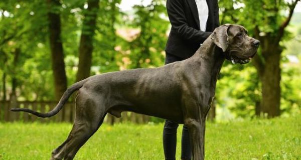 大丹犬的健康饮食指南（从宠物主人的角度看待大丹犬饮食问题）