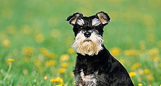 大丹犬的健康饮食指南（从宠物主人的角度看待大丹犬饮食问题）