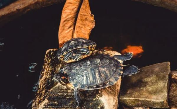 草龟的龟粮食物推荐