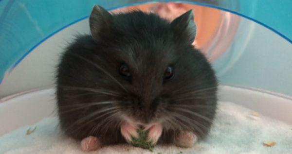 黑熊仓鼠背上有线吗?背上有三条明显黑线