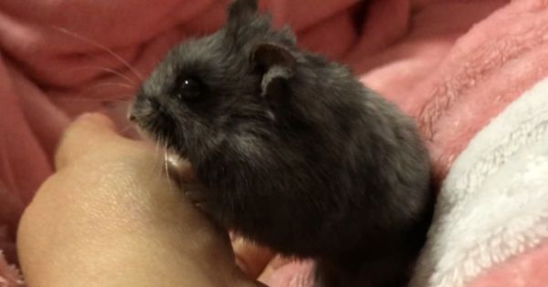 黑熊仓鼠背上有线吗?背上有三条明显黑线