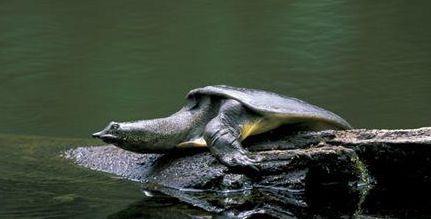 萌宠小常识：软壳龟如何饲养？