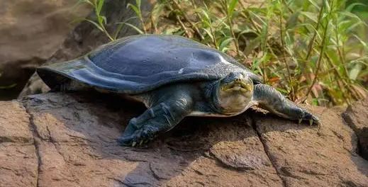 萌宠小常识：软壳龟如何饲养？