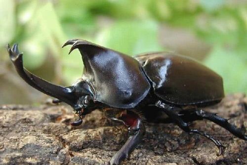 独角仙宠物养护指南：轻松养出健康独角仙！