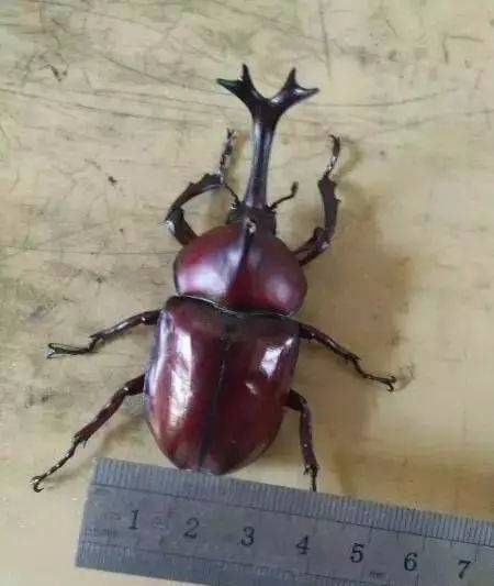 独角仙宠物养护指南：轻松养出健康独角仙！