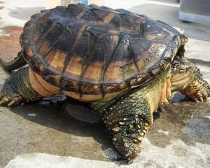 观赏龟养护之蛇鳄龟