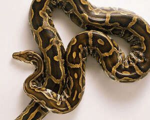 怎样的蟒蛇不要养