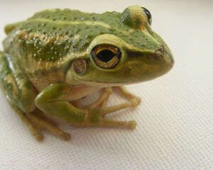 蛙类的身体特征介绍