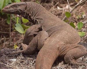 沙漠巨蜥的形态特征