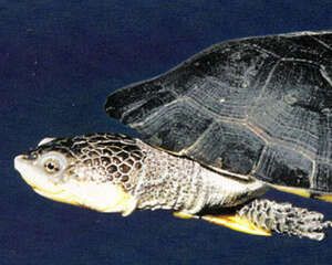 观赏龟养护之范氏蟾龟