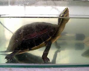 安布闭壳龟饲养环境介绍