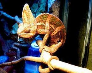 高冠变色龙是否好养