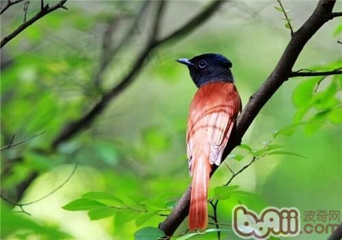 寿带鸟对生活环境的要求