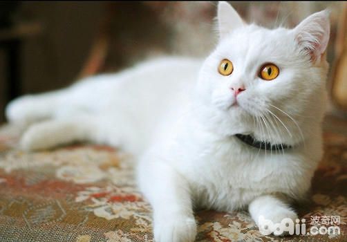 幼猫吃什么食物比较好呢?