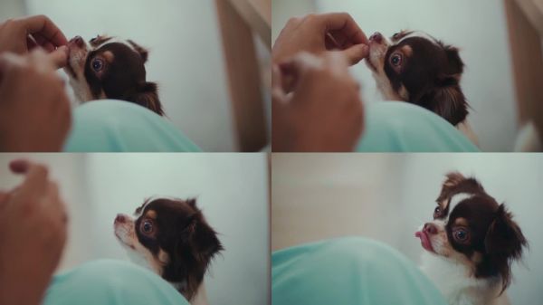 健康零食,宠物护理