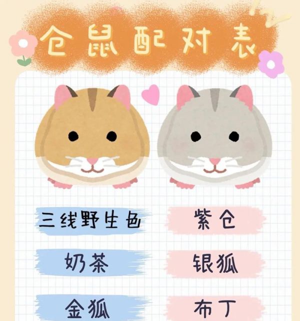 仓鼠的成熟和繁殖周期（仓鼠生长过程、性成熟和繁殖的关键因素及注意事项）