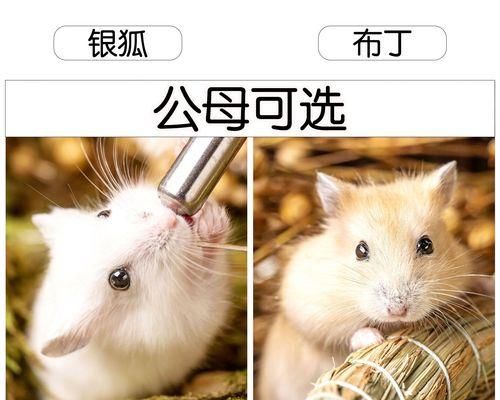 仓鼠的成熟和繁殖周期（仓鼠生长过程、性成熟和繁殖的关键因素及注意事项）