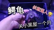 4个月的养黑历史，今天彻底解放了，给鳄龟换一个大豪宅，太帅了