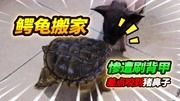 养了11年的13斤大鳄龟搬家，凶狠起来差点啃掉猪鼻，直接刷洗干净