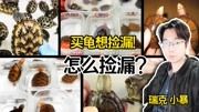 【养龟心得】买龟有技巧，捡漏要耐心。切勿急躁，切勿攀比！