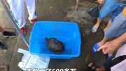 养了10个乌龟，最后剩下一个，亏了500多万！