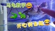 教你们如何训练乌龟的互动性，溜龟溜到飞起，先到先学