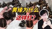 黄缘龟专题（四）怎么选购黄缘?为何不建议新手买安缘?