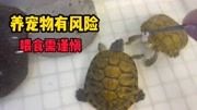 意外遭鳄龟攻击，手指差点废了，养宠物一定要小心