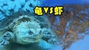网购800只黑壳虾，训练小鳄龟凶猛的状态！