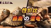 蛋龟中的性价比之王，通货都是高颜值，买了以后不后悔!
