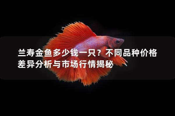 兰寿金鱼多少钱一只?不同品种价格差异分析与市场行情揭秘