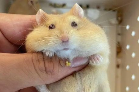 布丁仓鼠寿命为何短暂？