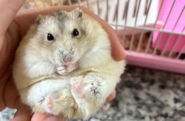 布丁仓鼠寿命为何短暂？