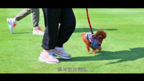 北京首家宠物经济产业园落户平谷